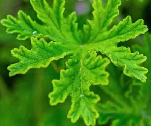 Close-up of a bright green leaf with serrated, deeply lobed margins and visible water droplets on the surface, set against a blurred green background.